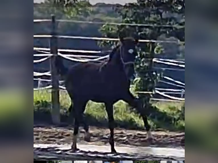 Oldenbourg Étalon 1 Année Bai in Sankt Wolfgang