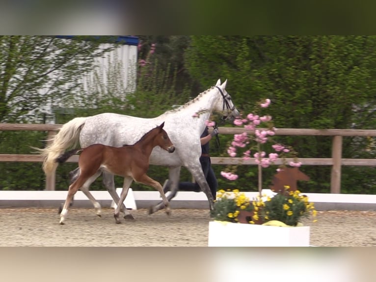 Oldenbourg Étalon 1 Année Bai in Cloppenburg