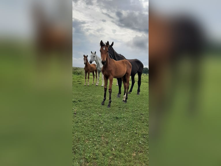 Oldenbourg Étalon 1 Année Bai in Jemgum