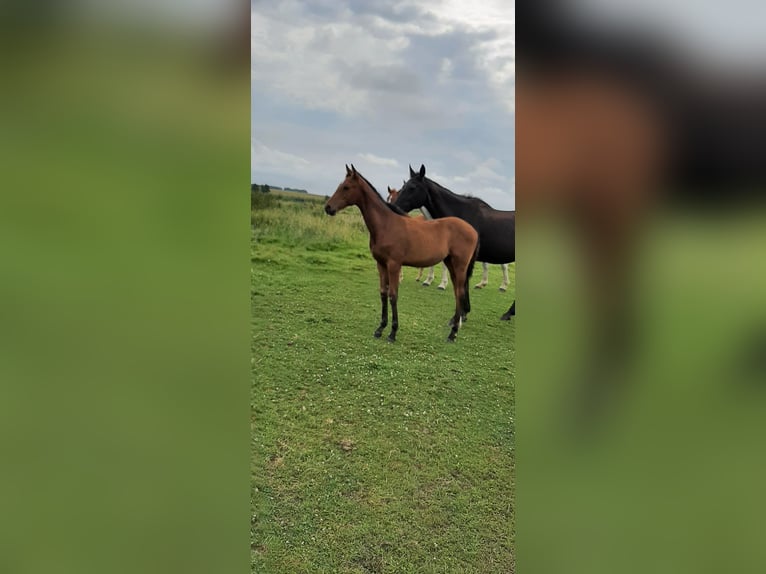 Oldenbourg Étalon 1 Année Bai in Jemgum