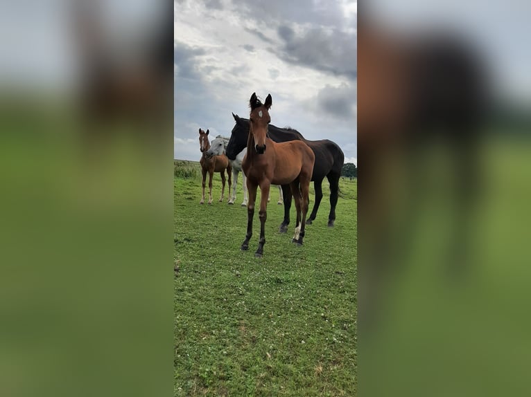 Oldenbourg Étalon 1 Année Bai in Jemgum