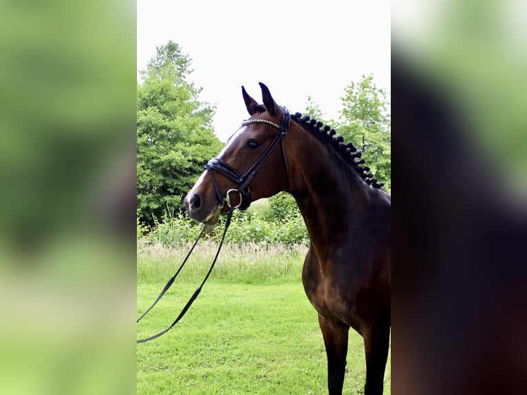 Oldenbourg Étalon 1 Année Bai in Stuhr