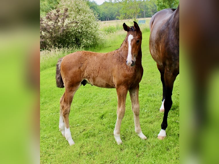 Oldenbourg Étalon 1 Année Bai in Stuhr