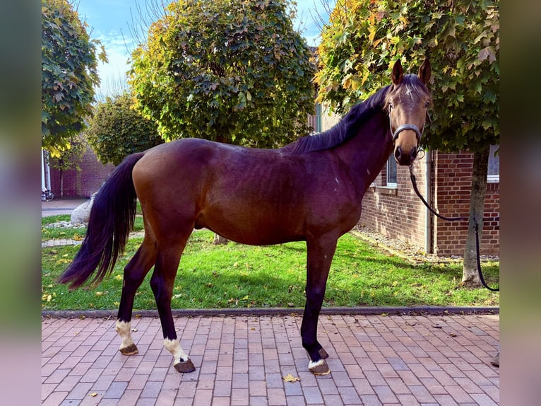 Oldenbourg Étalon 1 Année Bai in Z&#xFC;lpich