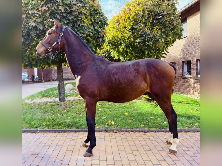 Oldenbourg Étalon 1 Année Bai in Z&#xFC;lpich