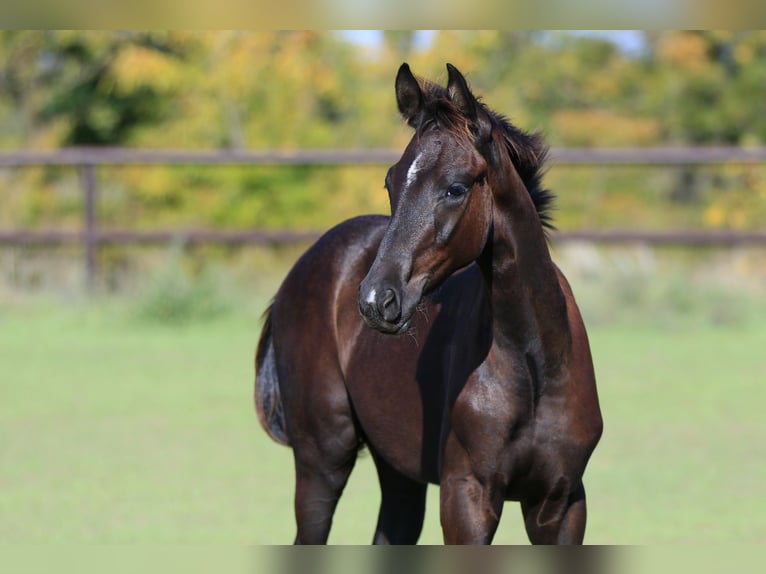 Oldenbourg Étalon 1 Année Noir in Brytovka