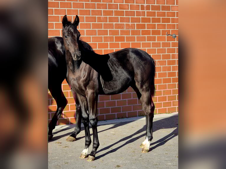 Oldenbourg Étalon 1 Année Noir in Ochtersum