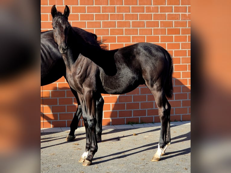 Oldenbourg Étalon 1 Année Noir in Ochtersum