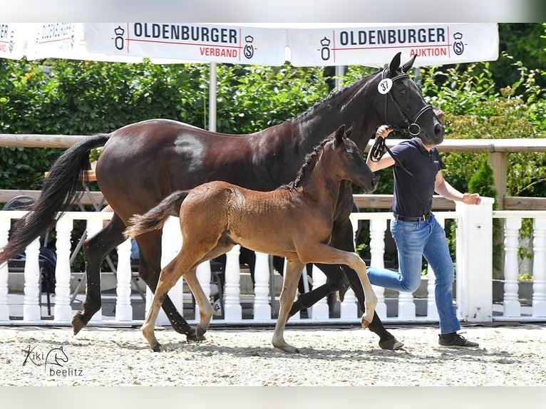 Oldenbourg Étalon 1 Année Noir in Großenkneten