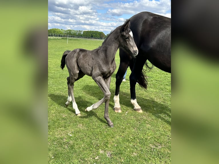 Oldenbourg Étalon 1 Année Noir in Lastrup
