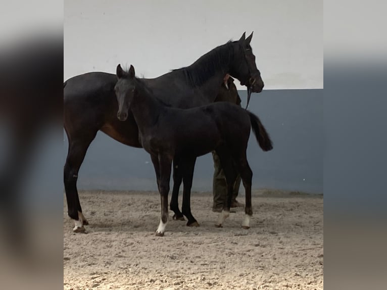 Oldenbourg Étalon 1 Année Noir in selfkant