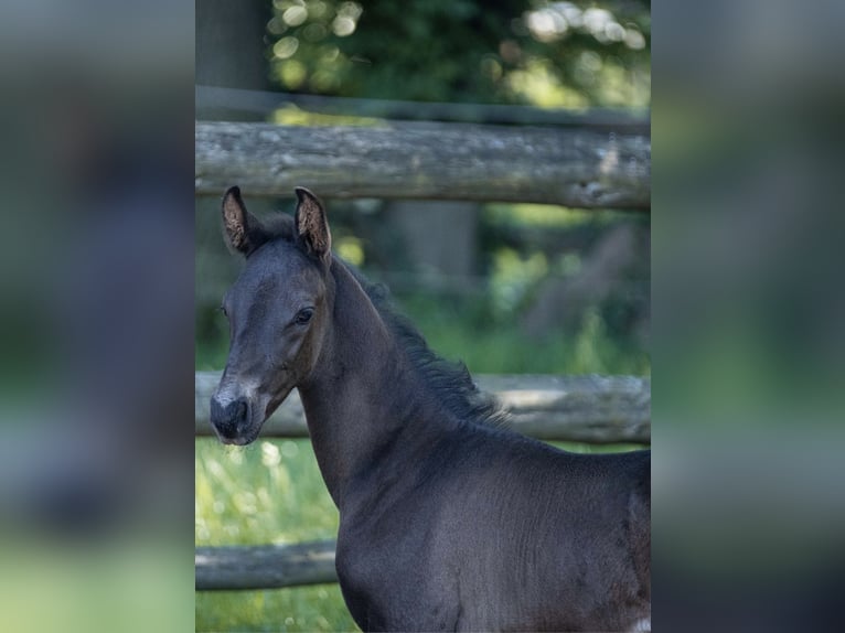 Oldenbourg Étalon 1 Année Noir in Walsrode