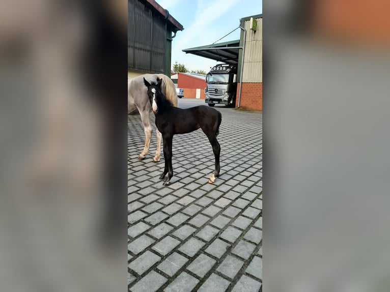 Oldenbourg Étalon 1 Année Peut devenir gris in Jemgum