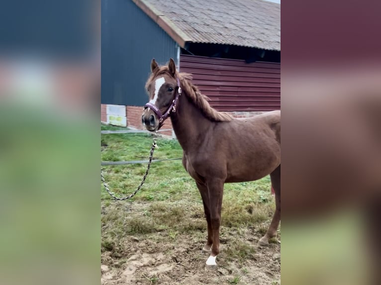 Oldenbourg Étalon 2 Ans 150 cm Alezan brûlé in Hüven