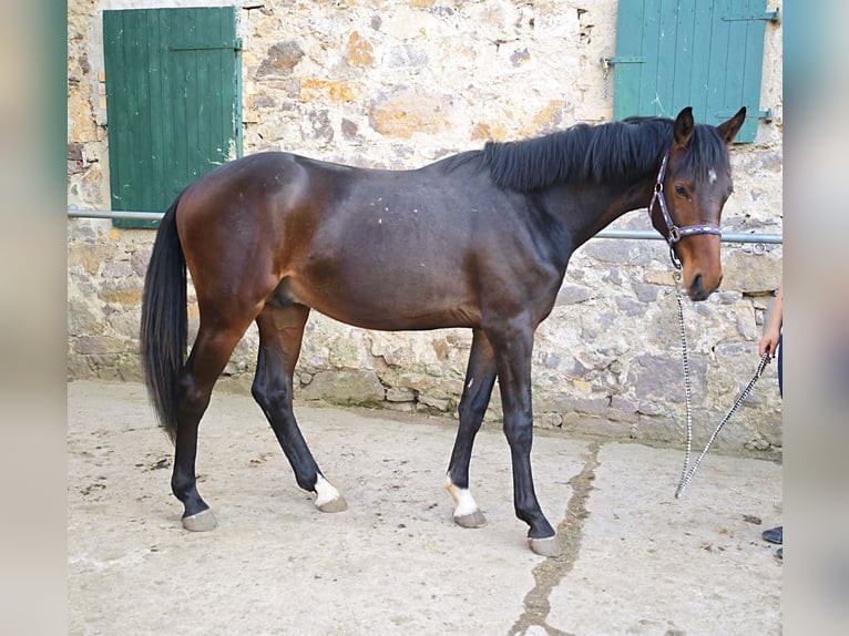 Oldenbourg Étalon 2 Ans 158 cm Bai brun in Bennewitz