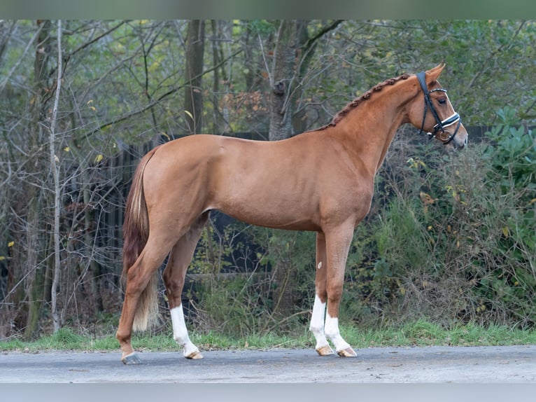 Oldenbourg Étalon 2 Ans 160 cm Alezan in Oosterhout