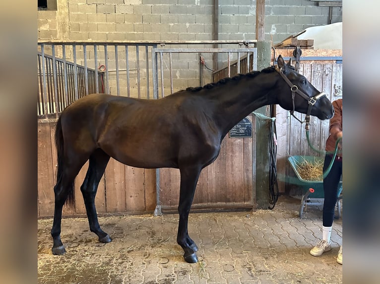 Oldenbourg Étalon 2 Ans 160 cm Bai brun foncé in St. Bernhard