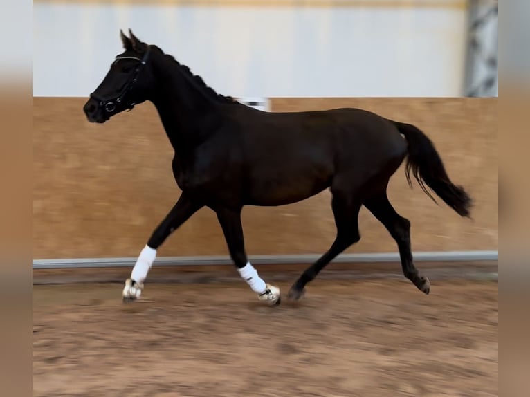 Oldenbourg Étalon 2 Ans 160 cm Bai brun foncé in St. Bernhard