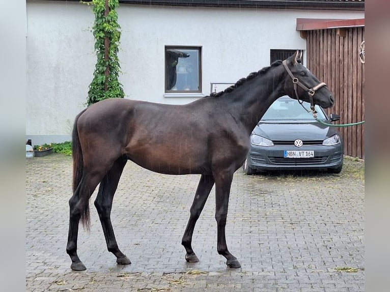 Oldenbourg Étalon 2 Ans 160 cm Bai brun foncé in St. Bernhard