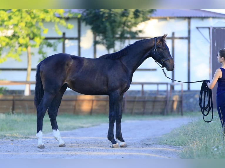 Oldenbourg Étalon 2 Ans 162 cm Bai cerise in Brytivka