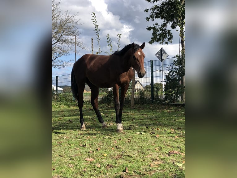 Oldenbourg Étalon 2 Ans 162 cm Bai in Hiddenhausen