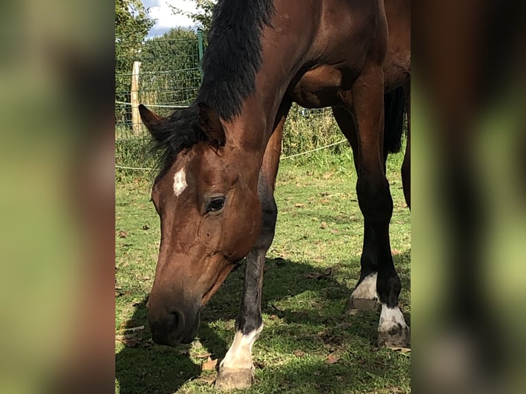 Oldenbourg Étalon 2 Ans 162 cm Bai in Hiddenhausen