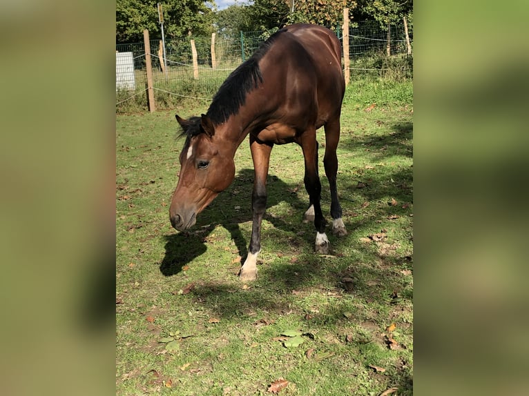 Oldenbourg Étalon 2 Ans 162 cm Bai in Hiddenhausen