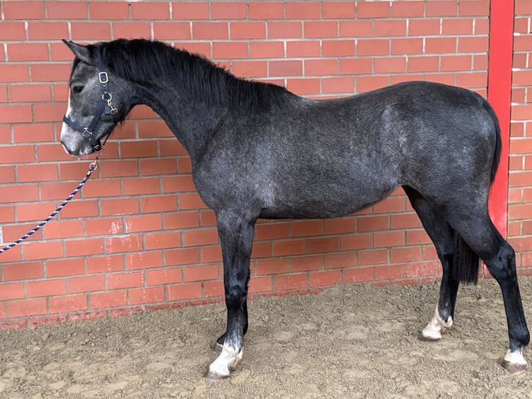 Oldenbourg Étalon 2 Ans 162 cm Gris in Bramsche