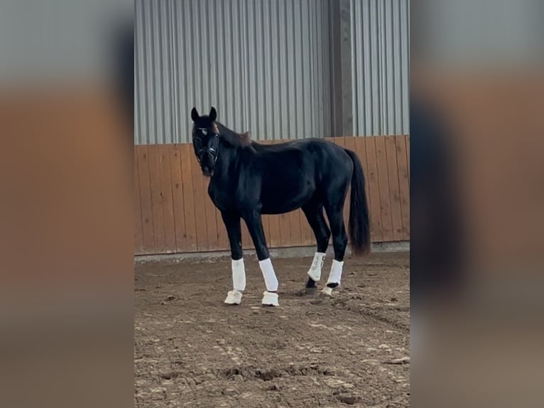 Oldenbourg Étalon 2 Ans 162 cm Noir in Syke