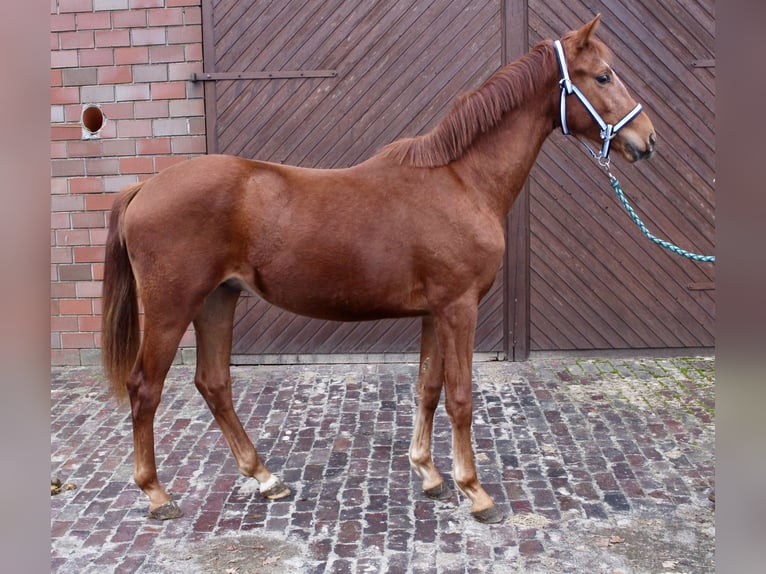 Oldenbourg Étalon 2 Ans 163 cm Alezan in Garrel