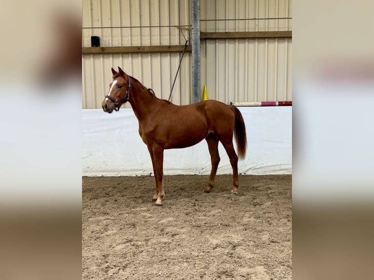 Oldenbourg Étalon 2 Ans 163 cm Alezan in Garrel