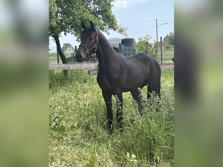Oldenbourg Étalon 2 Ans 163 cm Bai brun in Hiddenhausen