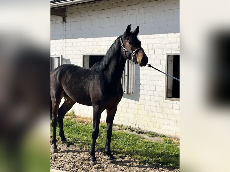 Oldenbourg Étalon 2 Ans 163 cm Bai brun in Hiddenhausen