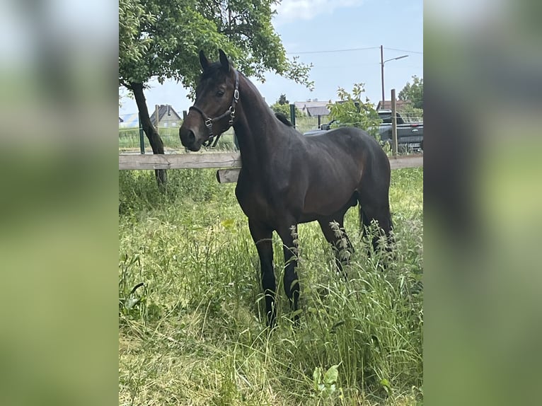 Oldenbourg Étalon 2 Ans 163 cm Bai brun in Hiddenhausen