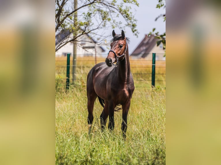 Oldenbourg Étalon 2 Ans 163 cm Bai brun in Hiddenhausen