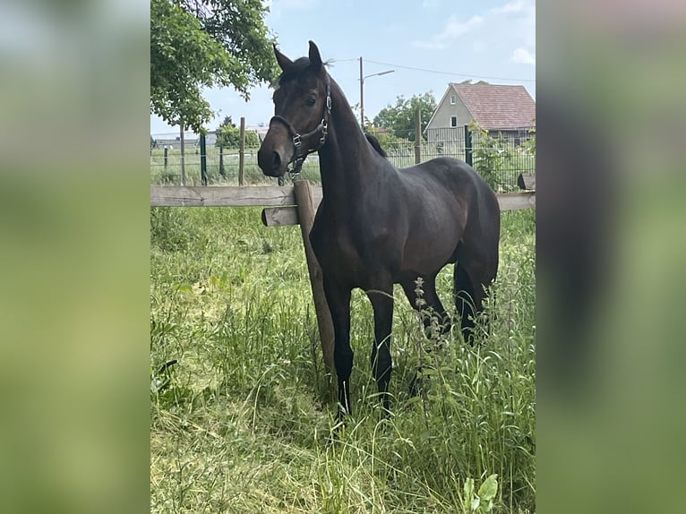 Oldenbourg Étalon 2 Ans 163 cm Bai brun in Hiddenhausen