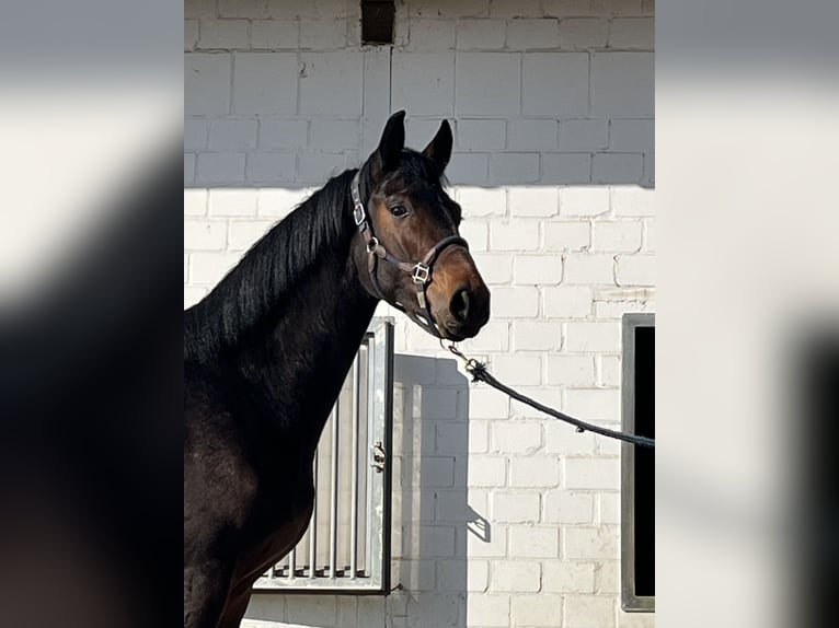 Oldenbourg Étalon 2 Ans 163 cm Bai brun in Hiddenhausen