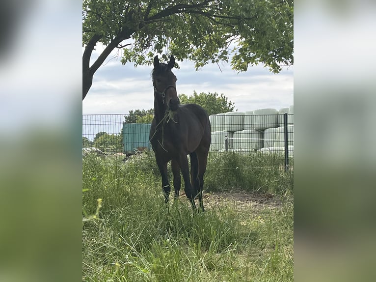 Oldenbourg Étalon 2 Ans 163 cm Bai brun in Hiddenhausen
