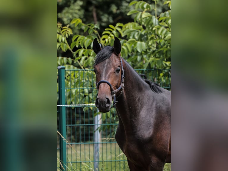 Oldenbourg Étalon 2 Ans 163 cm Bai brun in Hiddenhausen