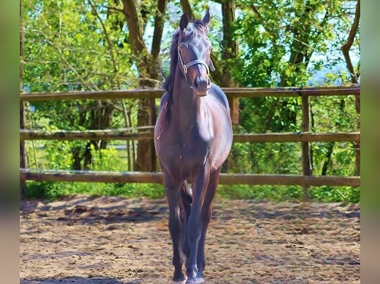 Oldenbourg Étalon 2 Ans 163 cm Bai brun in Radeburg