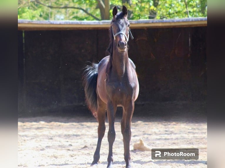 Oldenbourg Étalon 2 Ans 163 cm Bai brun in Radeburg