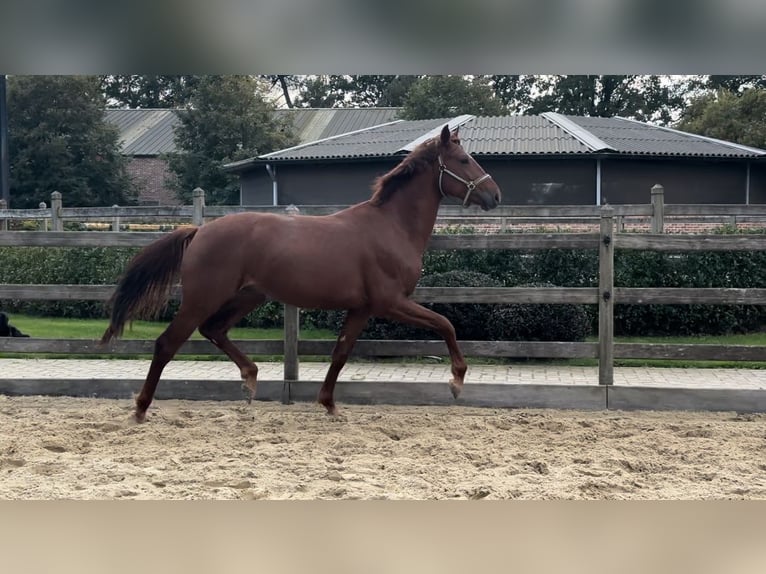 Oldenbourg Étalon 2 Ans 164 cm Alezan in Kalmthout