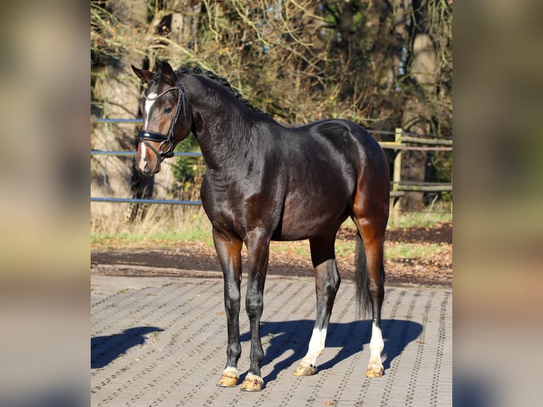 Oldenbourg Étalon 2 Ans 164 cm Bai brun in Lienen