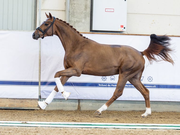Oldenbourg Étalon 2 Ans 165 cm Alezan brûlé in Redefin