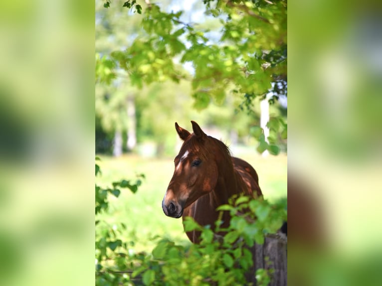 Oldenbourg Étalon 2 Ans 165 cm Alezan in Hude (Oldenburg)
