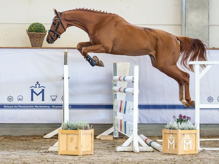 Oldenbourg Étalon 2 Ans 165 cm Alezan in Redefin