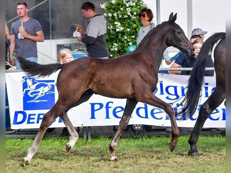 Oldenbourg Étalon 2 Ans 165 cm Bai brun in Butjadingen