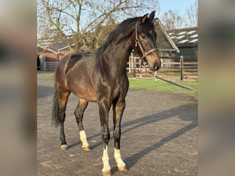 Oldenbourg Étalon 2 Ans 165 cm Bai brun in Zieuwent