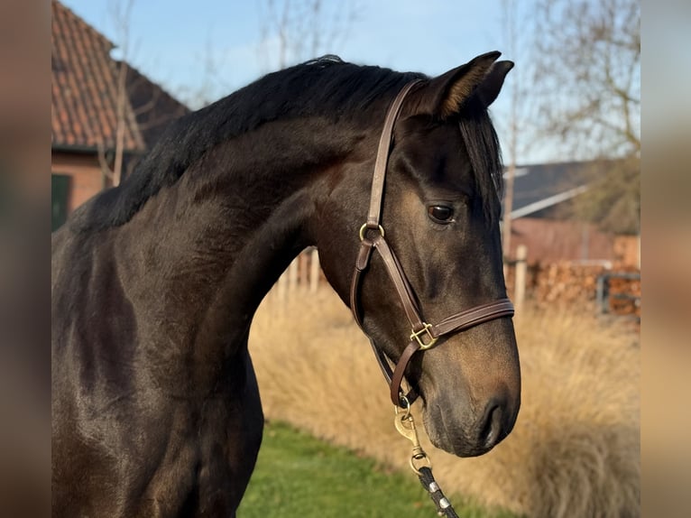 Oldenbourg Étalon 2 Ans 165 cm Bai brun in Zieuwent