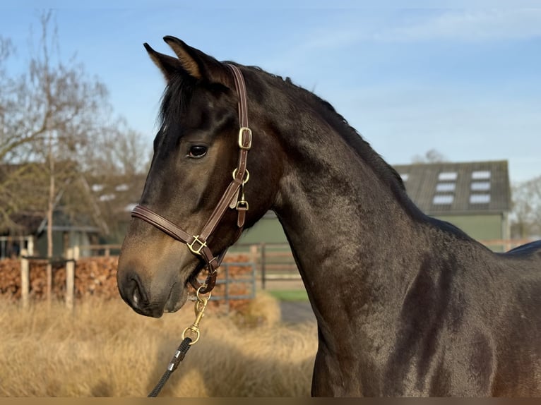 Oldenbourg Étalon 2 Ans 165 cm Bai brun in Zieuwent